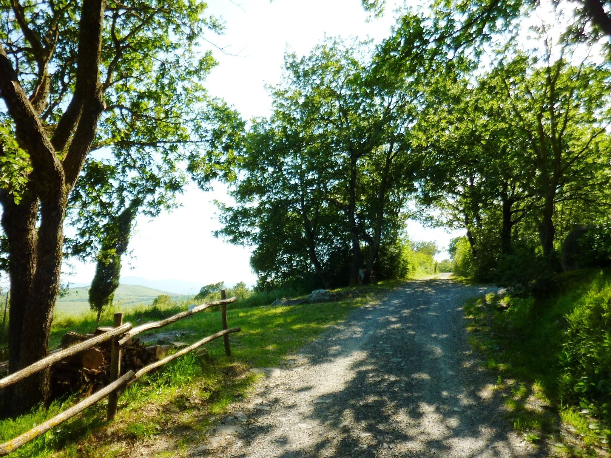 A gravel path flanked by trees leading to a body of water.