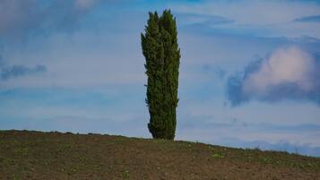 Un árbol solitario en una colina bajo un cielo despejado.