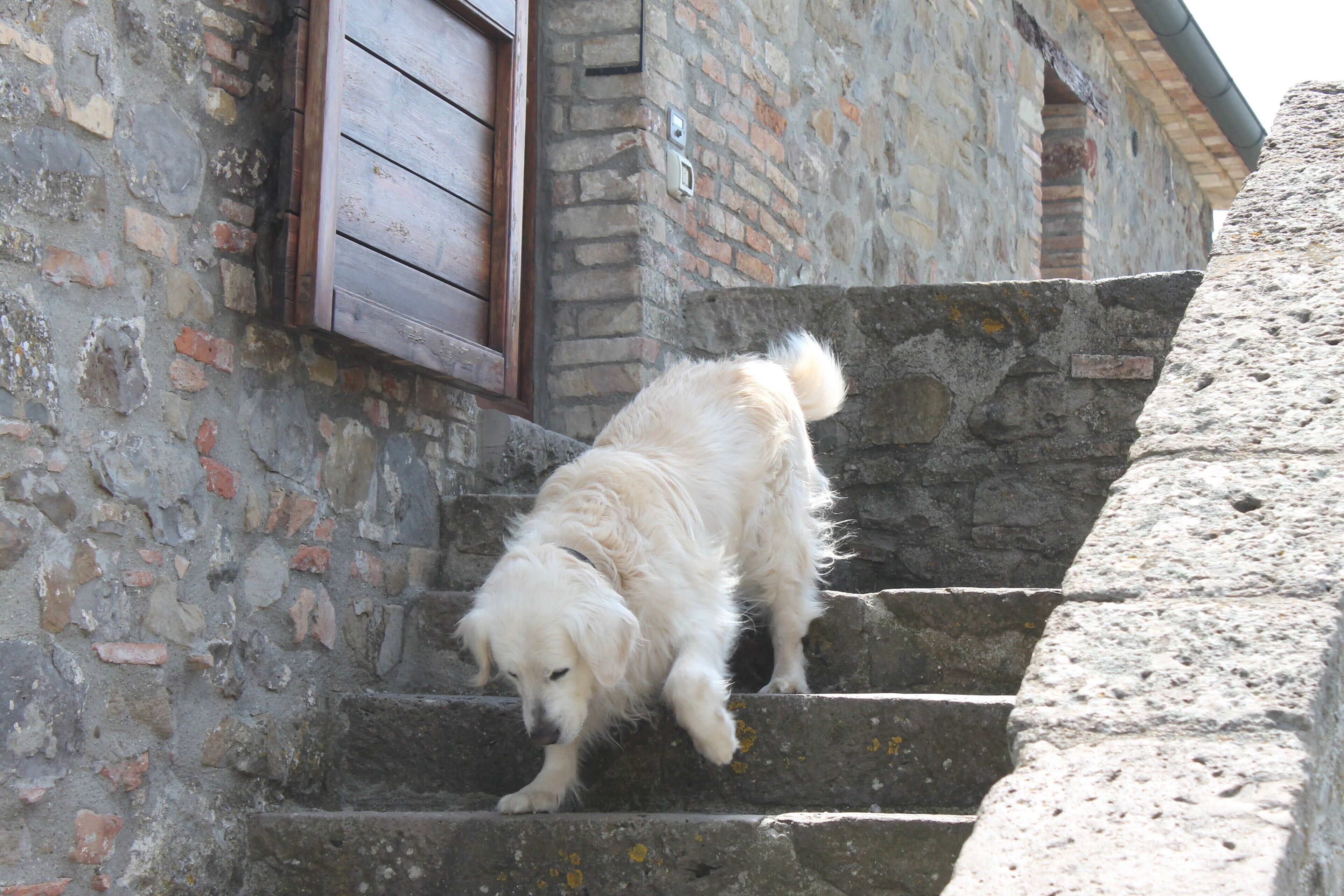 A dog climbing stone steps next to a building with a wooden window.