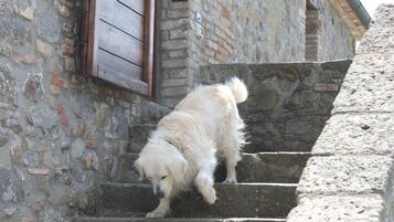 A dog climbing stone steps next to a building with a wooden window.