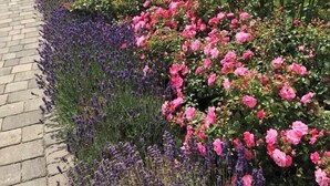 Un jardín con diversas flores y un camino empedrado.
