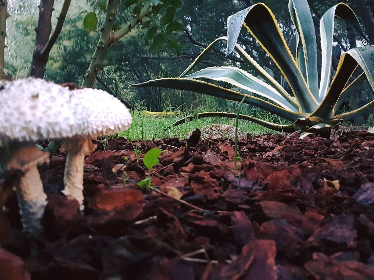 Ein Garten mit einer großen Agavenpflanze und einem Pilz.