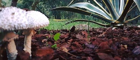 A garden with a large agave plant and a mushroom.
