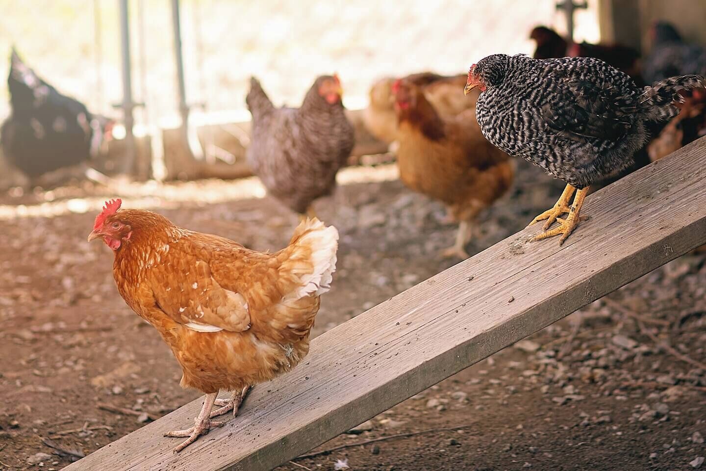 Ein Huhn auf einem Holzbalken in ländlicher Umgebung.