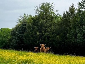 Un campo lleno de flores amarillas y un bosque denso al fondo.