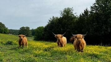 Jardines del alojamiento
