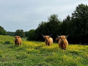 Property grounds - 5 ★ FISH HOUSE Sleep on the Pond and see Scottish Highland cows while fishing (New Market)