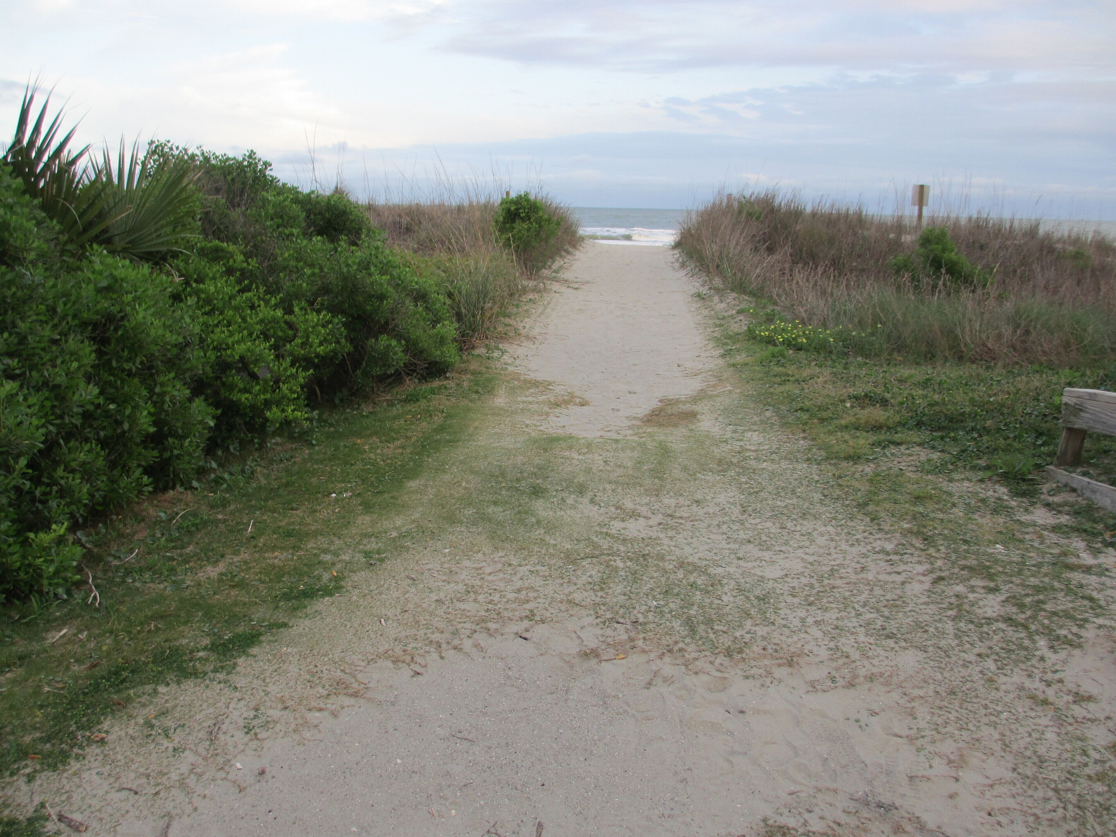 A sandy path leading to a beach with dense vegetation on both sides.
