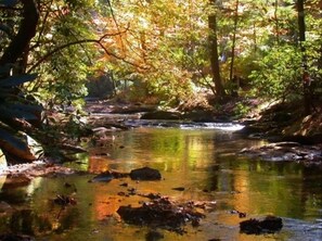 Ein friedlicher WaldBach, durch dessen Baumkronen die Sonne scheint.