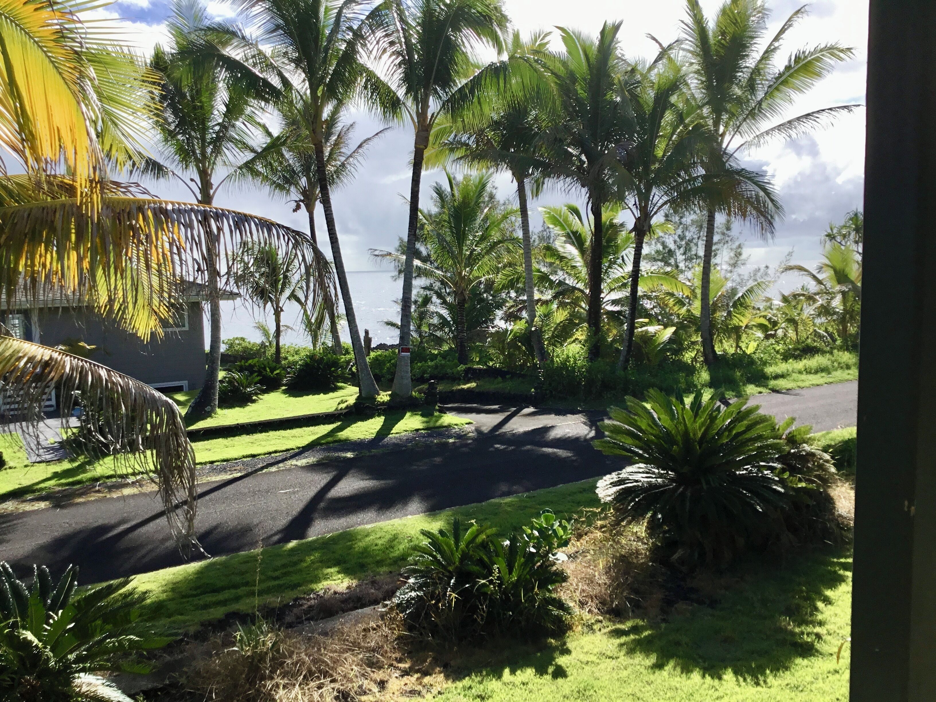 Un paysage tropical avec des palmiers, une route goudronnée et une zone herbeuse.