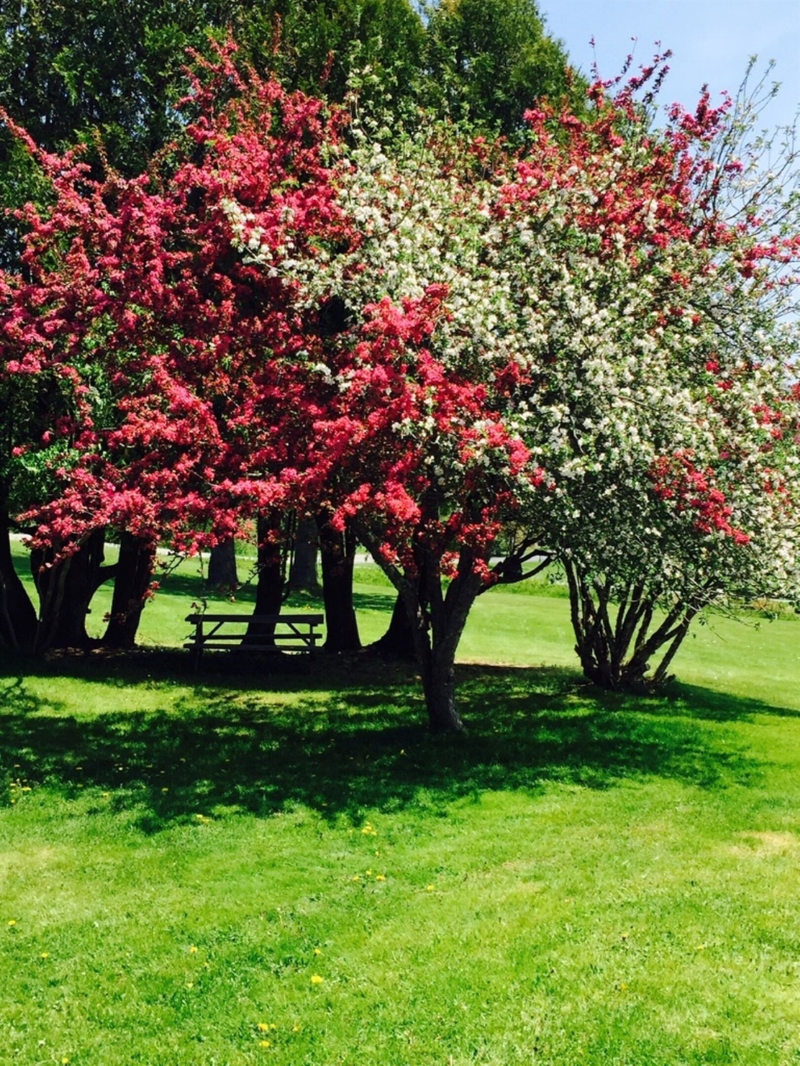 Een park met bomen die rode en witte bloemen dragen, een picknicktafel en een gazon.