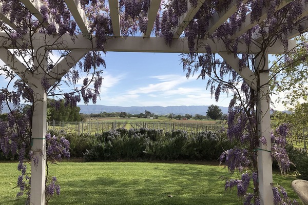 The patio view when the wisteria is in full bloom.