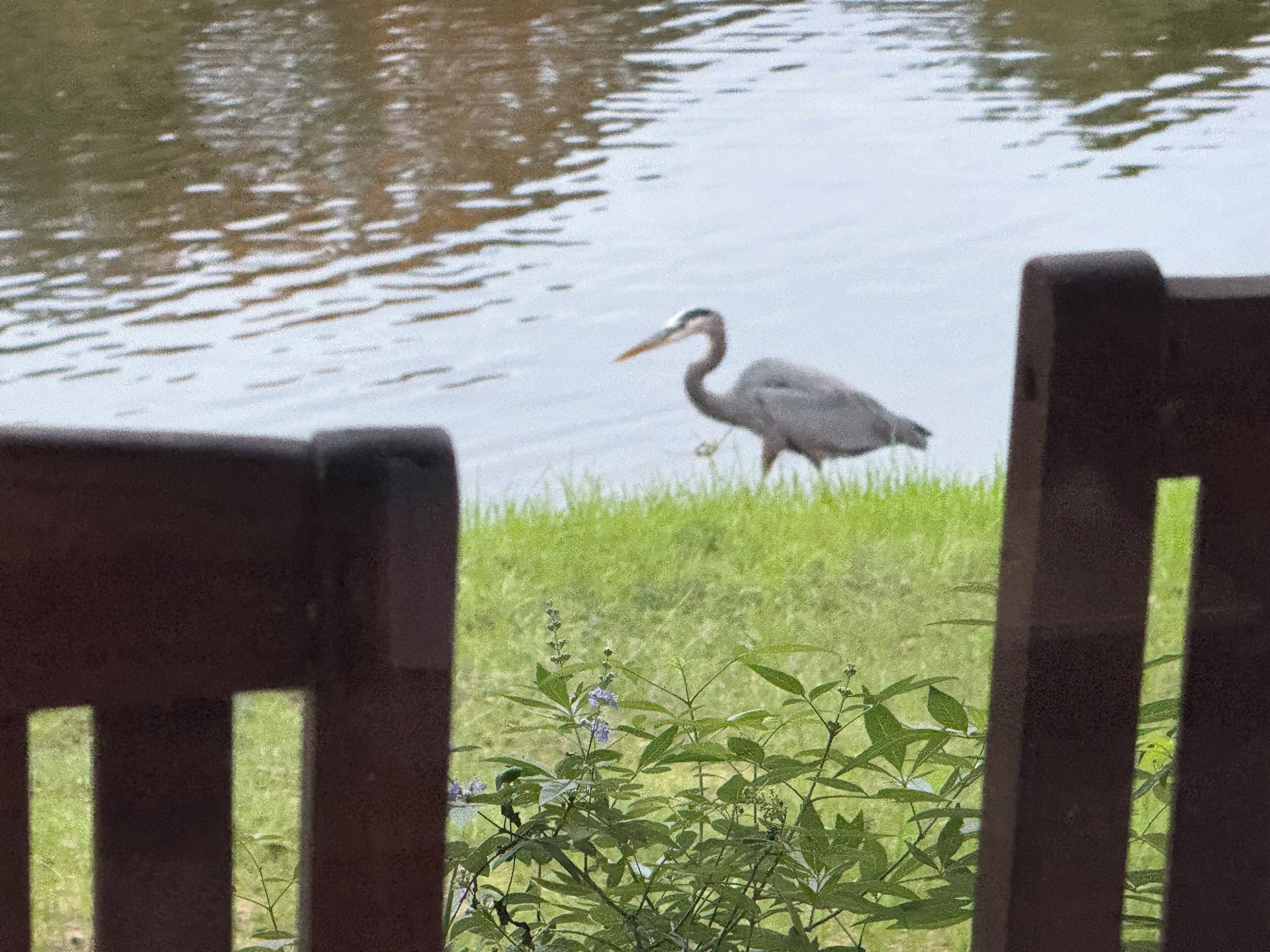 A view of a body of water with a bird standing on the grass.