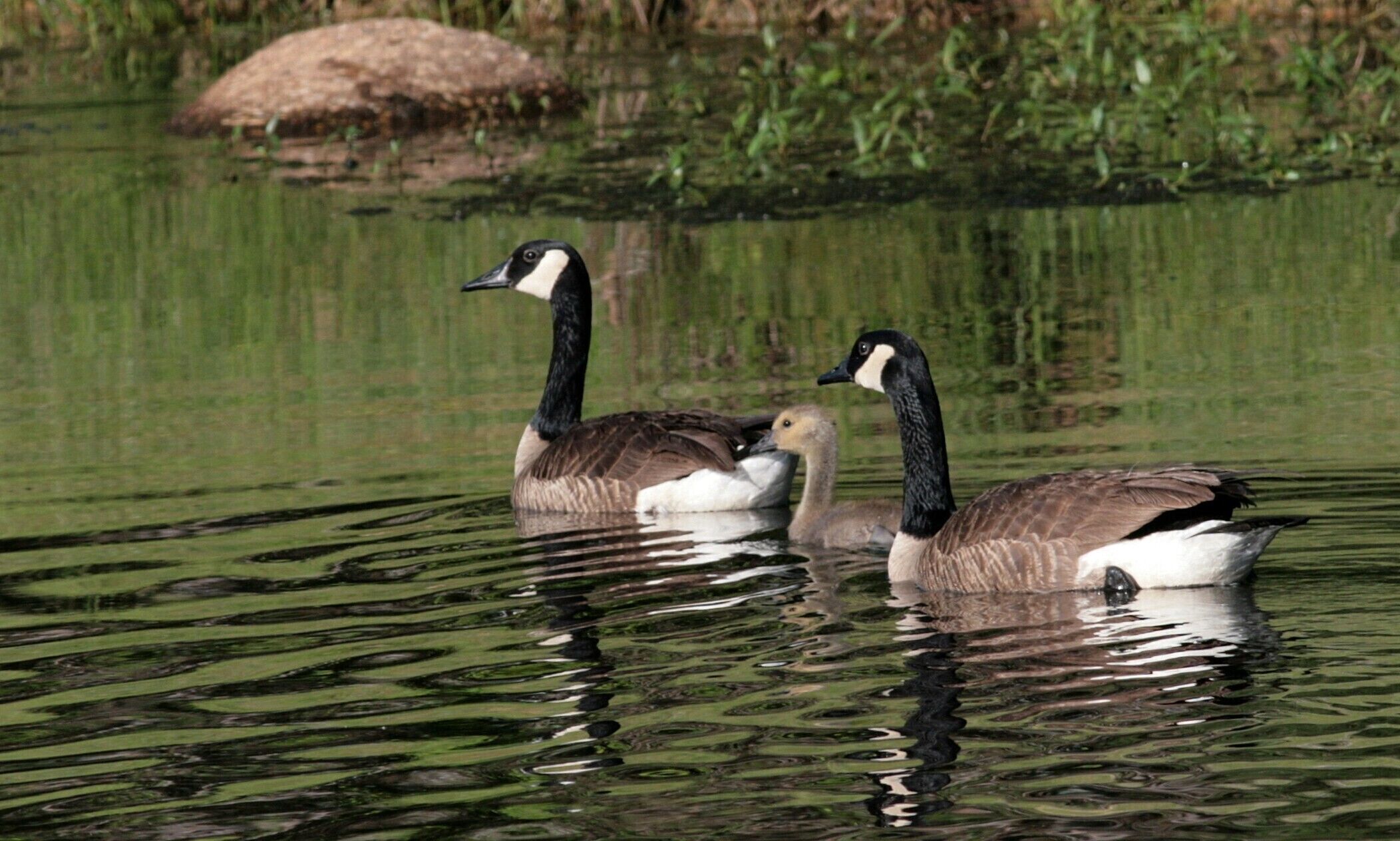 A group of geese swimming in a pond with a rock and vegetation in the background.