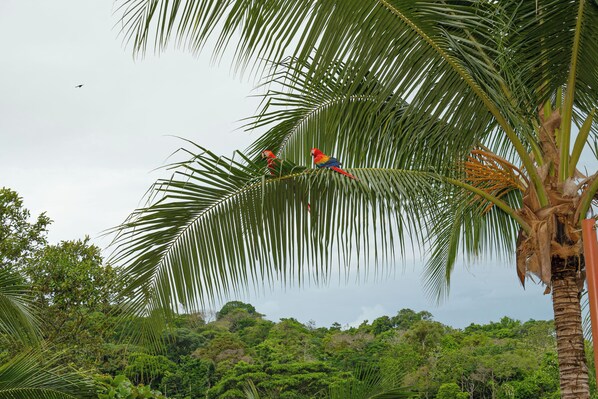 Un entorno tropical con una palmera y un denso follaje verde al fondo.