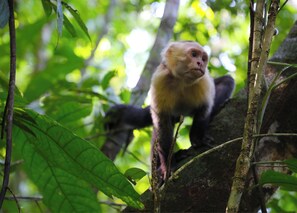 Property grounds - Private Rainforest Retreat with Infinity Pool & Concierge (Quepos)