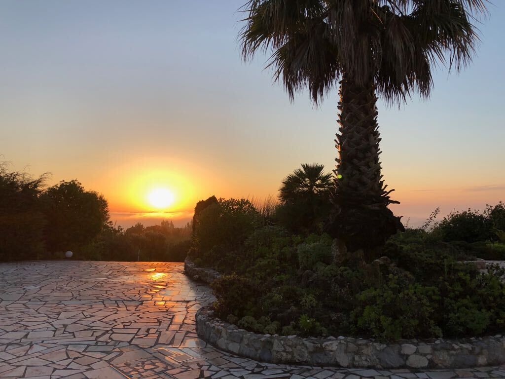 A sunset over a paved area with a palm tree and greenery.