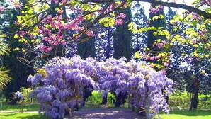 En havevej med lilla wisteria-ranker, der danner en naturlig bue.