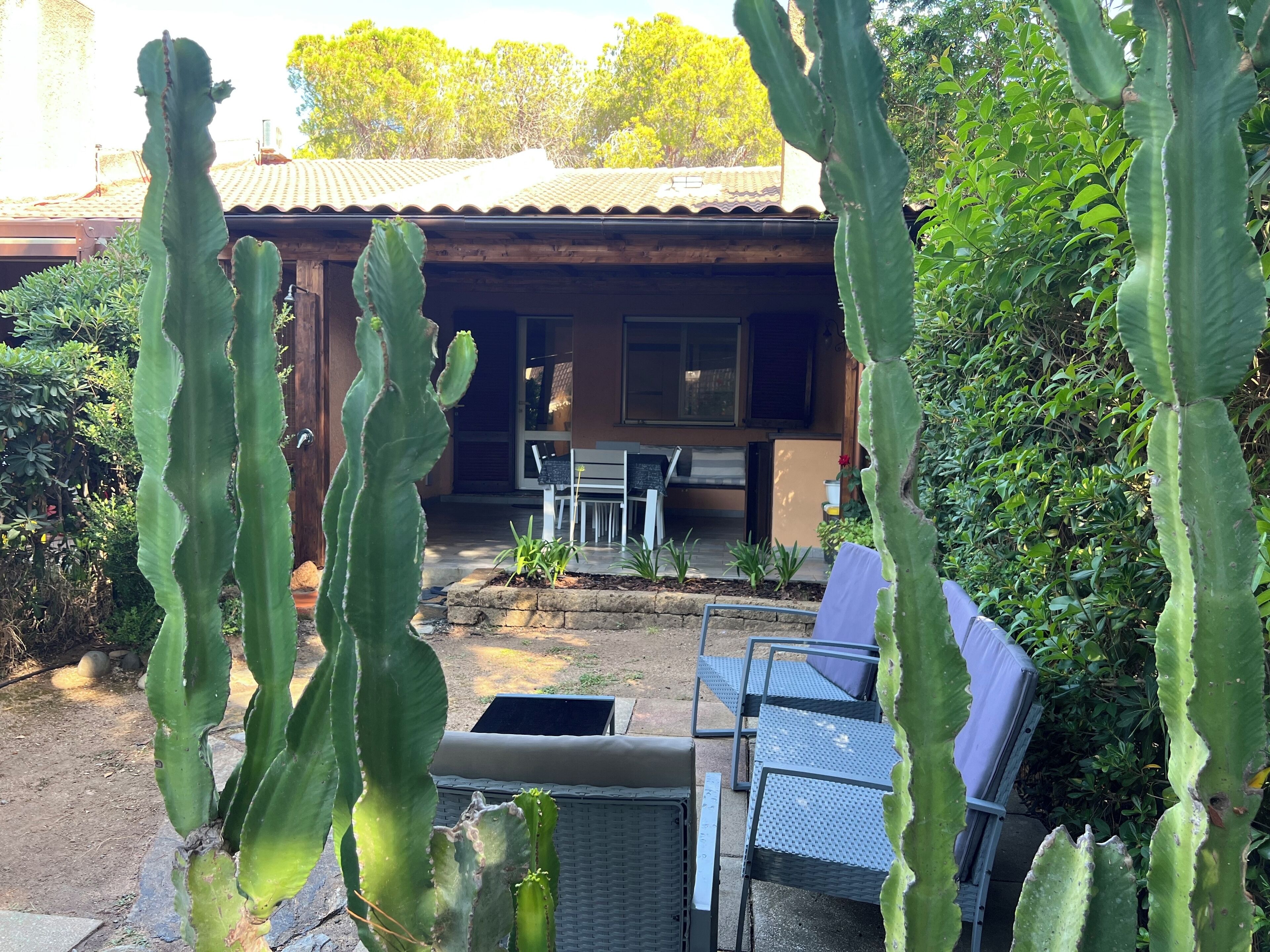 Una casa con un patio, circondata da grandi cactus.