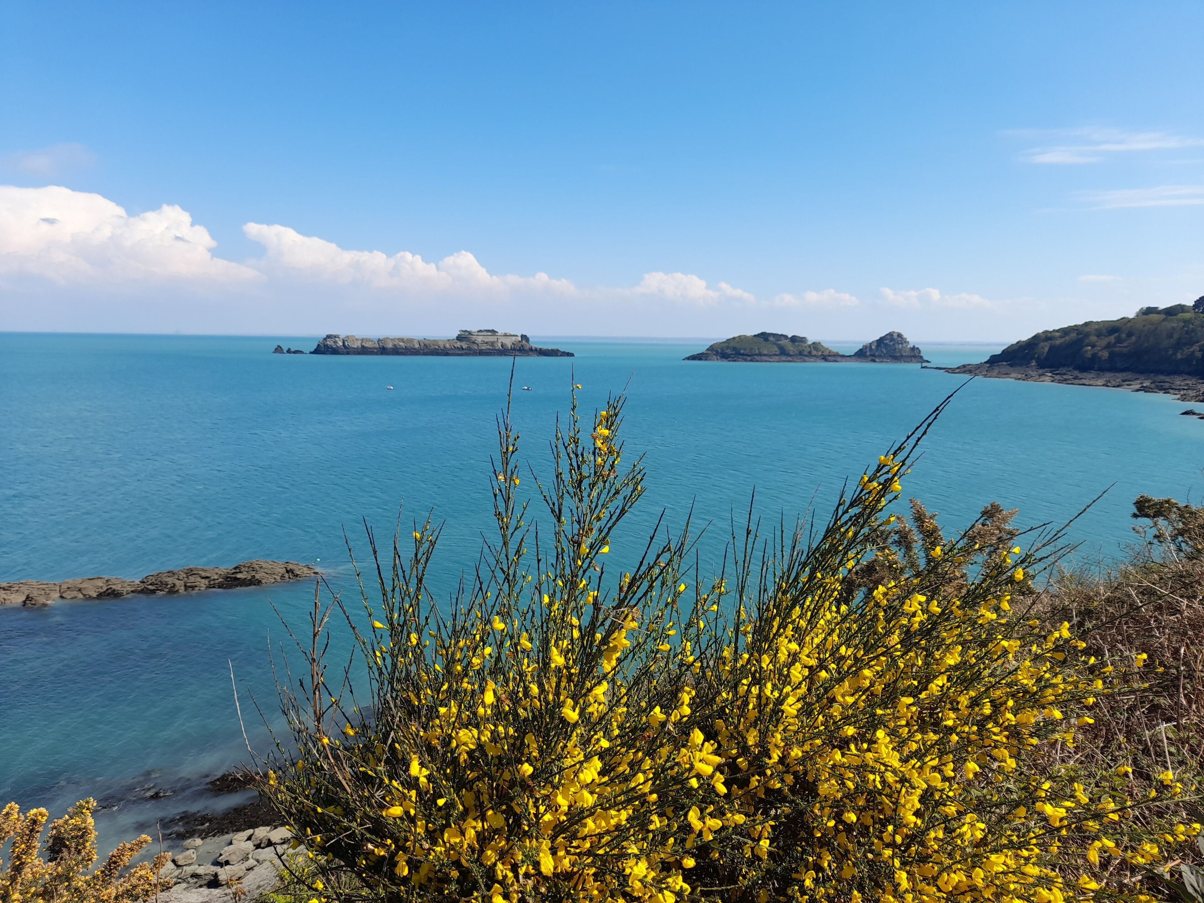 A coastal landscape with rocky terrain and yellow flowering shrubs in the foreground.