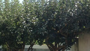 A garden with two trees and a white wall.