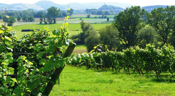 Terrain de l’hébergement 