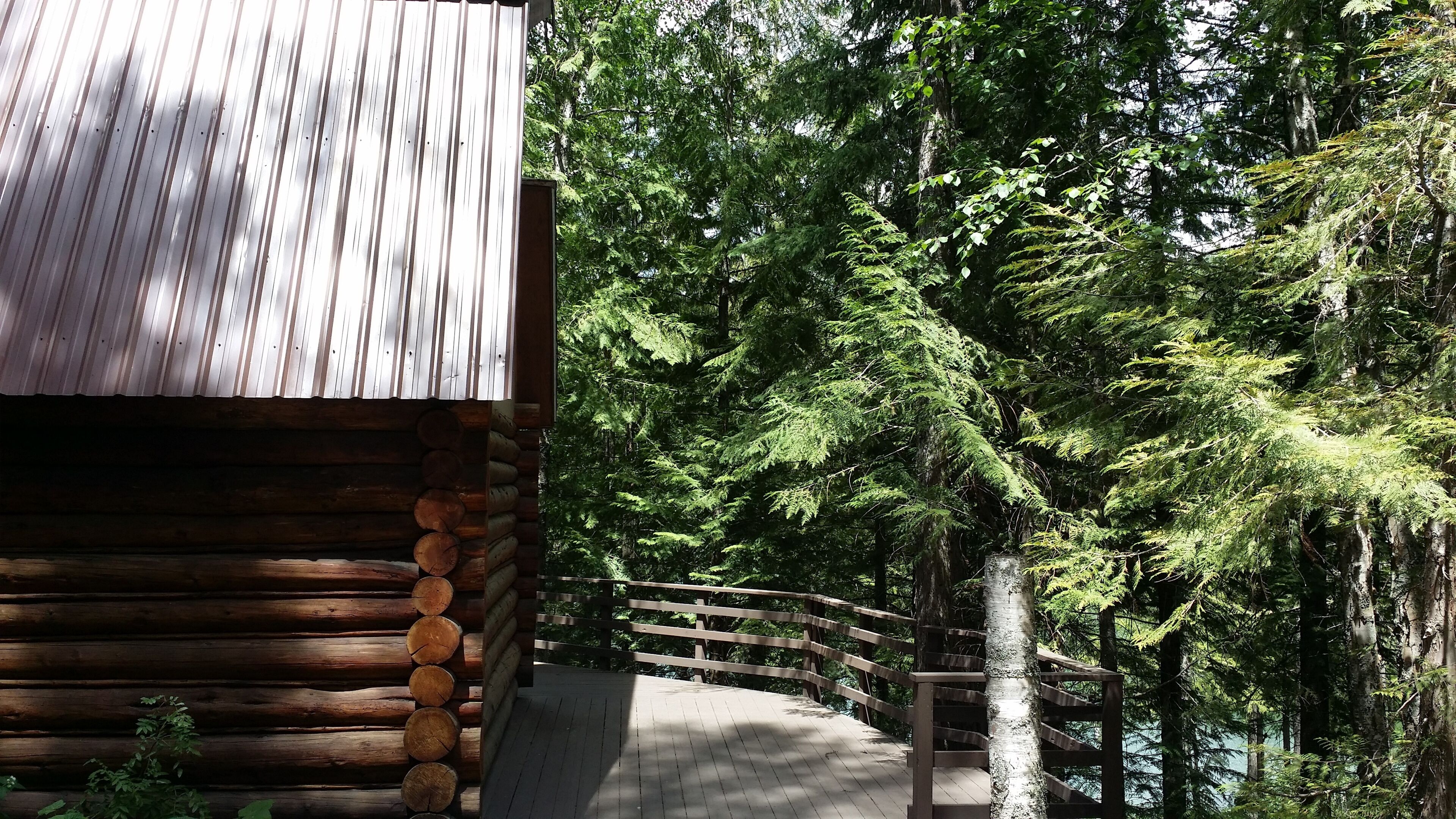 A log cabin with a metal roof, surrounded by dense forest.