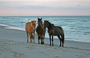 Beach nearby, sun loungers