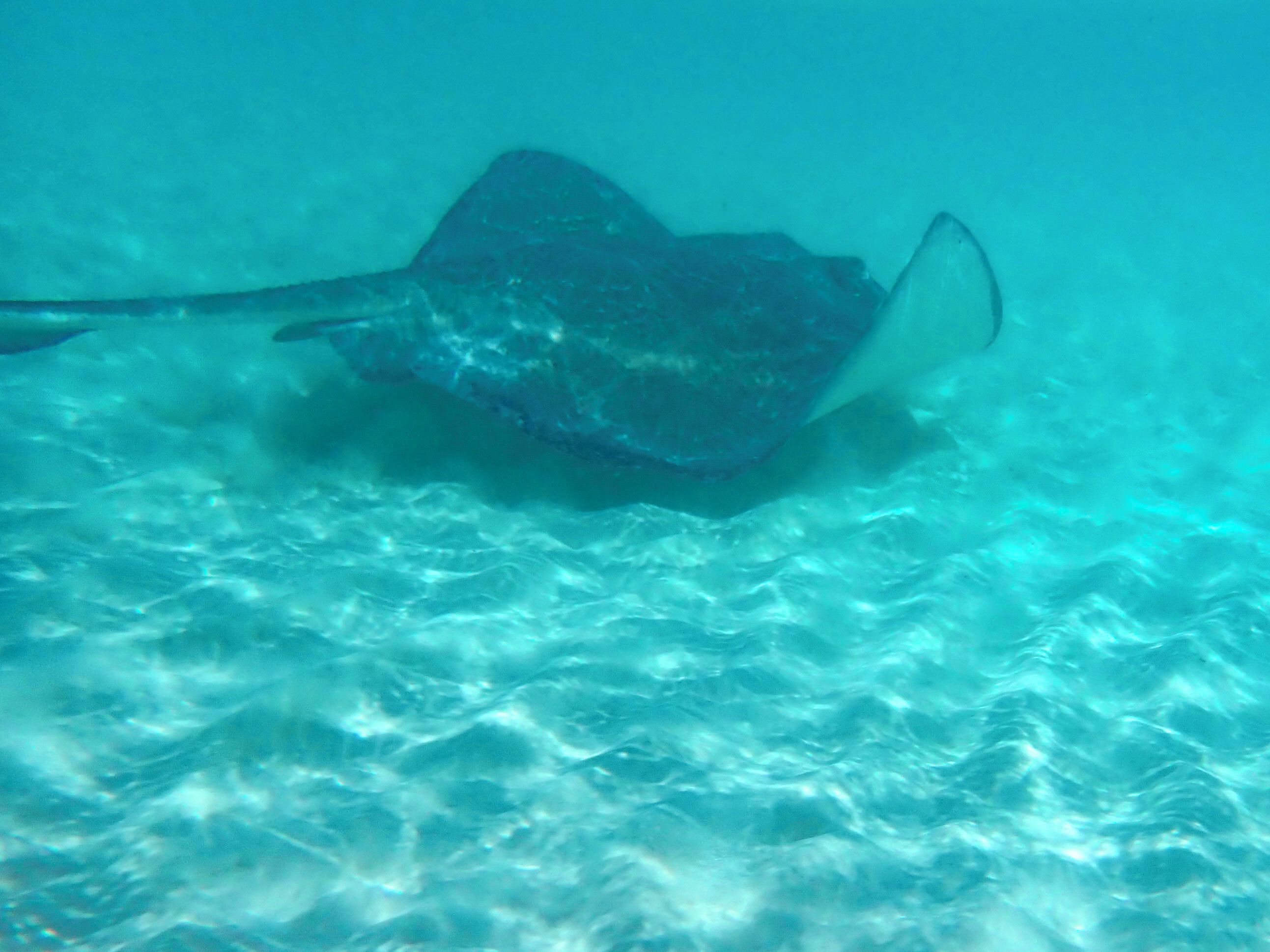 A stingray swimming in clear blue water.