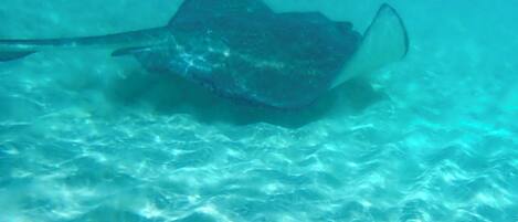A stingray swimming in clear blue water.