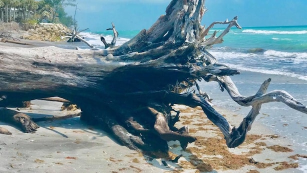 A large fallen tree on a beach with clear blue water and a rocky shoreline in the background. - BEAUTIFUL HOME WITH HEATED POOL!!! (Venice)
