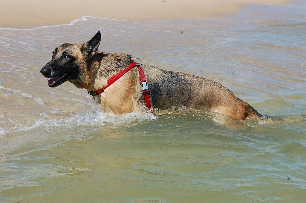A dog in shallow water near a sandy beach.