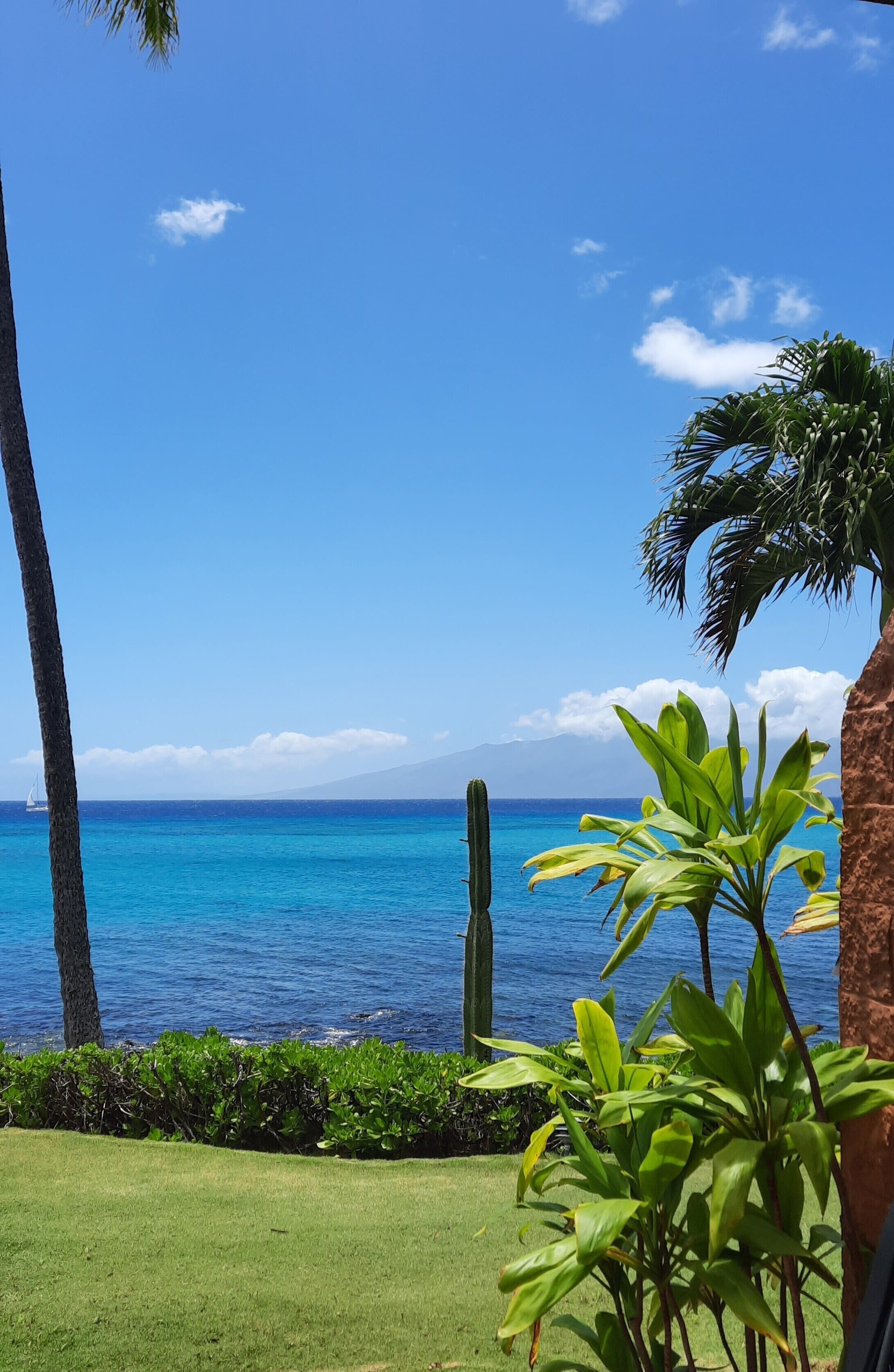 A clear view of the ocean with a distant mountain range, palm trees, and a cactus in the foreground.