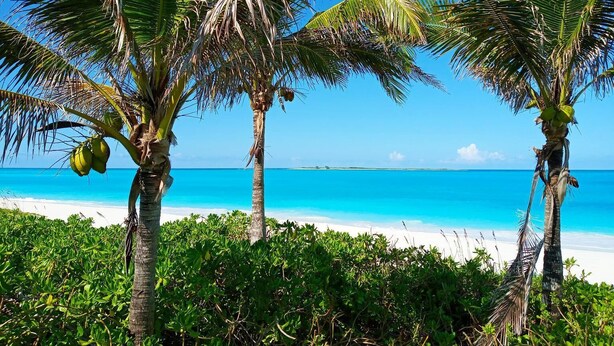 A beach with palm trees and clear blue water.