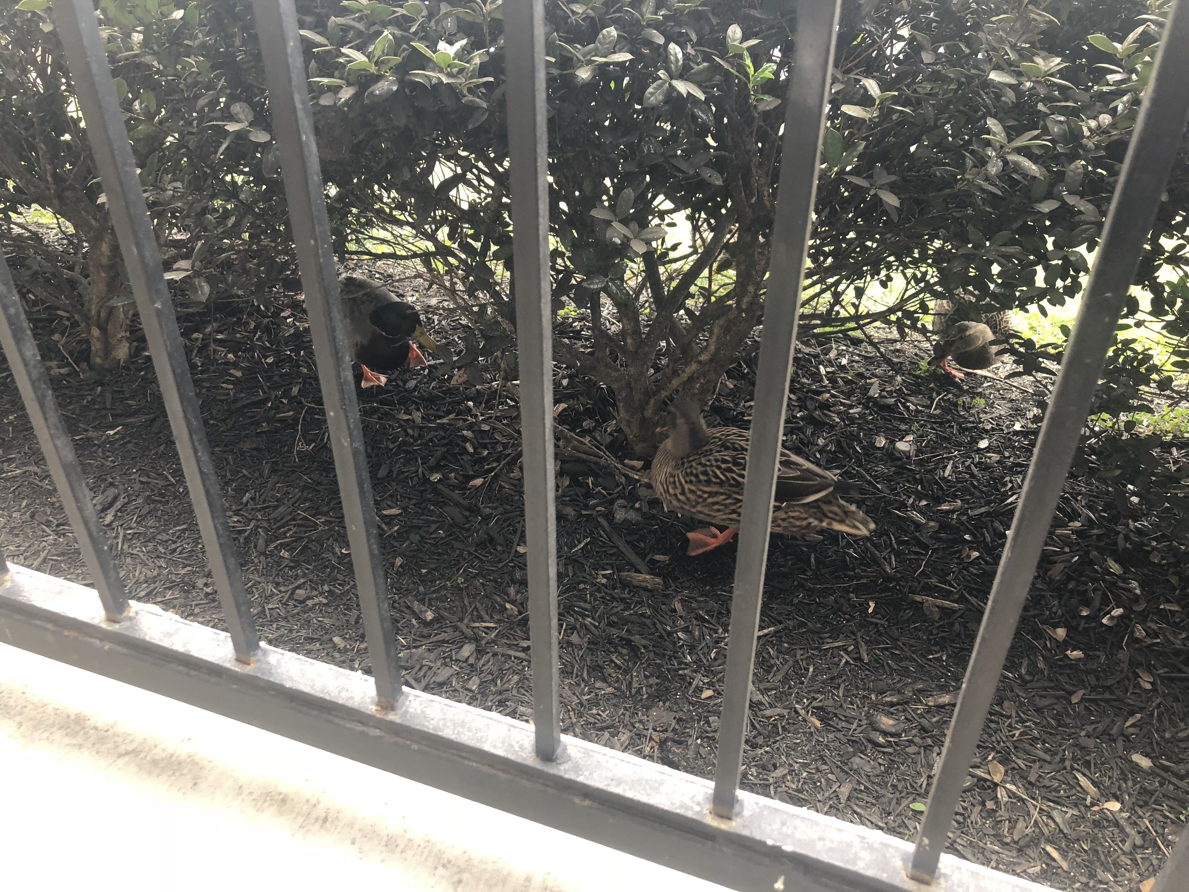 A fenced outdoor area with mulch ground cover and dense foliage.