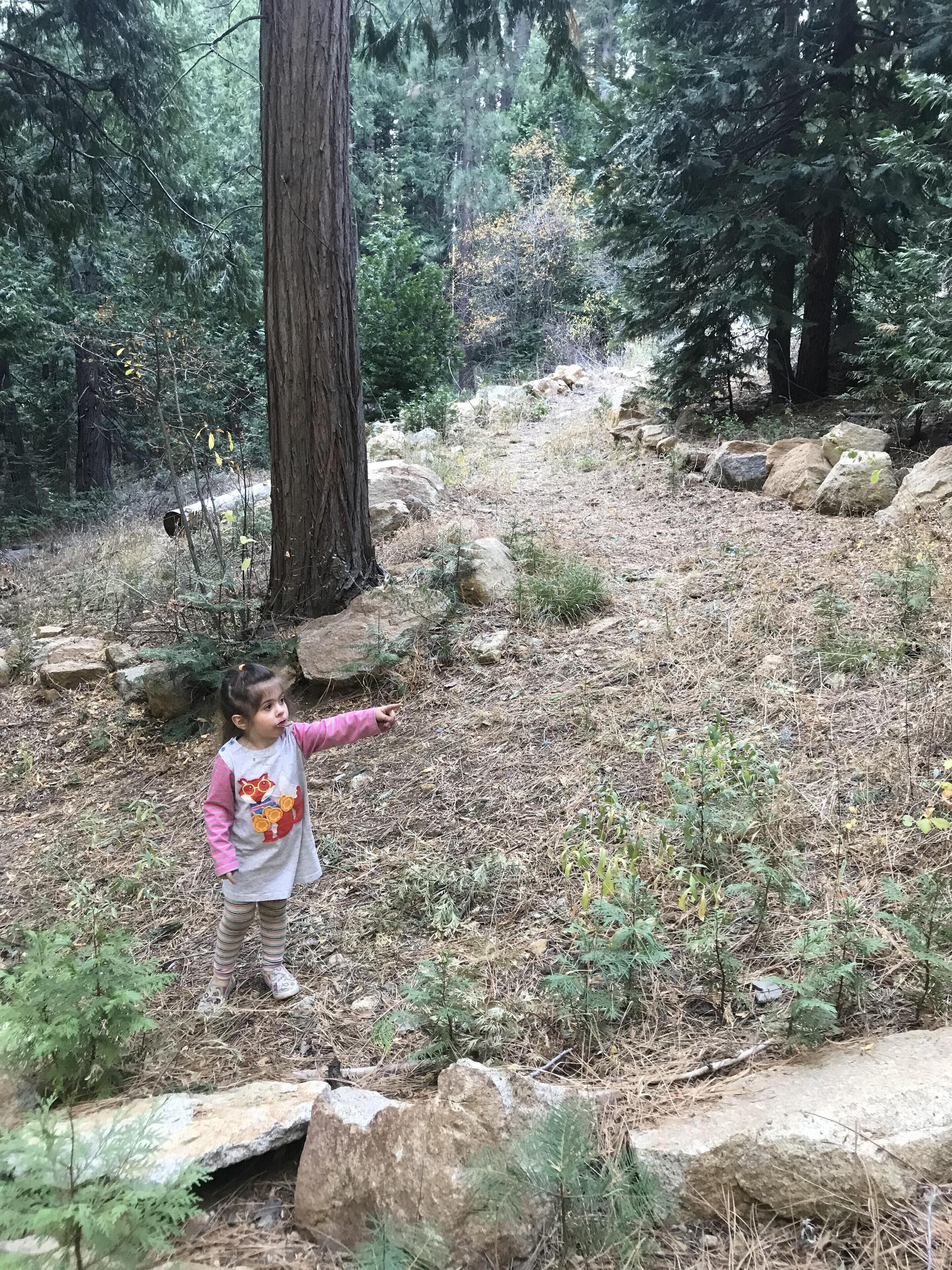 Find the secret backyard winding rock lined path that leads to a clearing up top