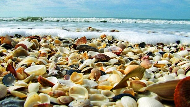 Une plage où l’on trouve une grande variété de coquillages et de galets.