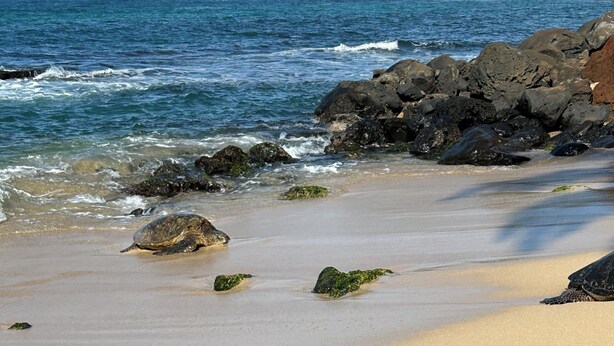 A turtle on a sandy beach with rocks and ocean waves in the background.