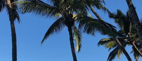 Beach nearby, sun-loungers, beach towels