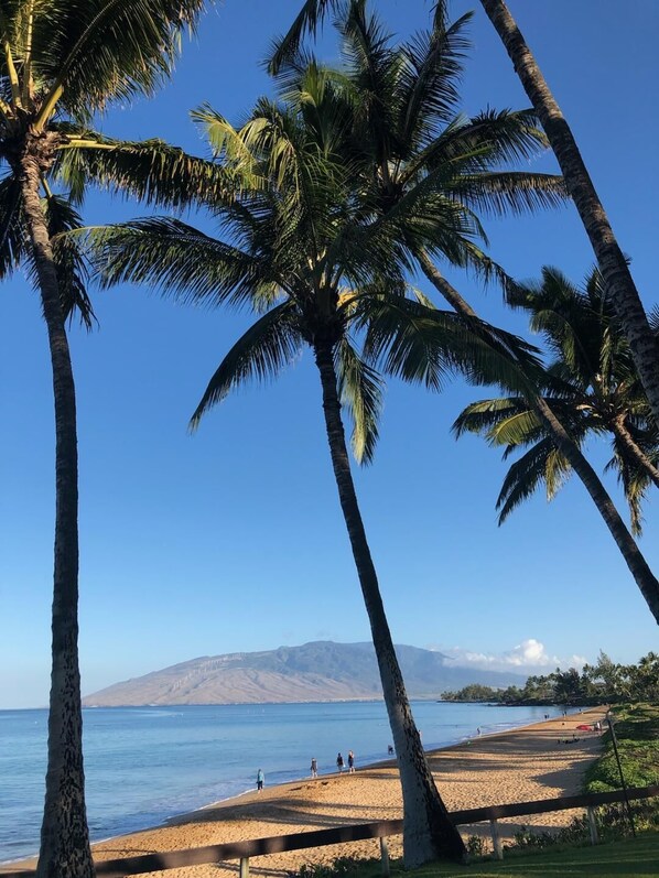 Enjoy breathtaking ocean views and stroll along the beach surrounded by palm trees.