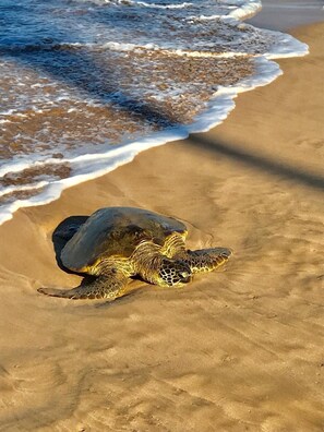 Beach nearby, sun loungers, beach towels