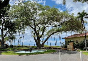 A large tree in a landscaped area with a pool and a building in the background.