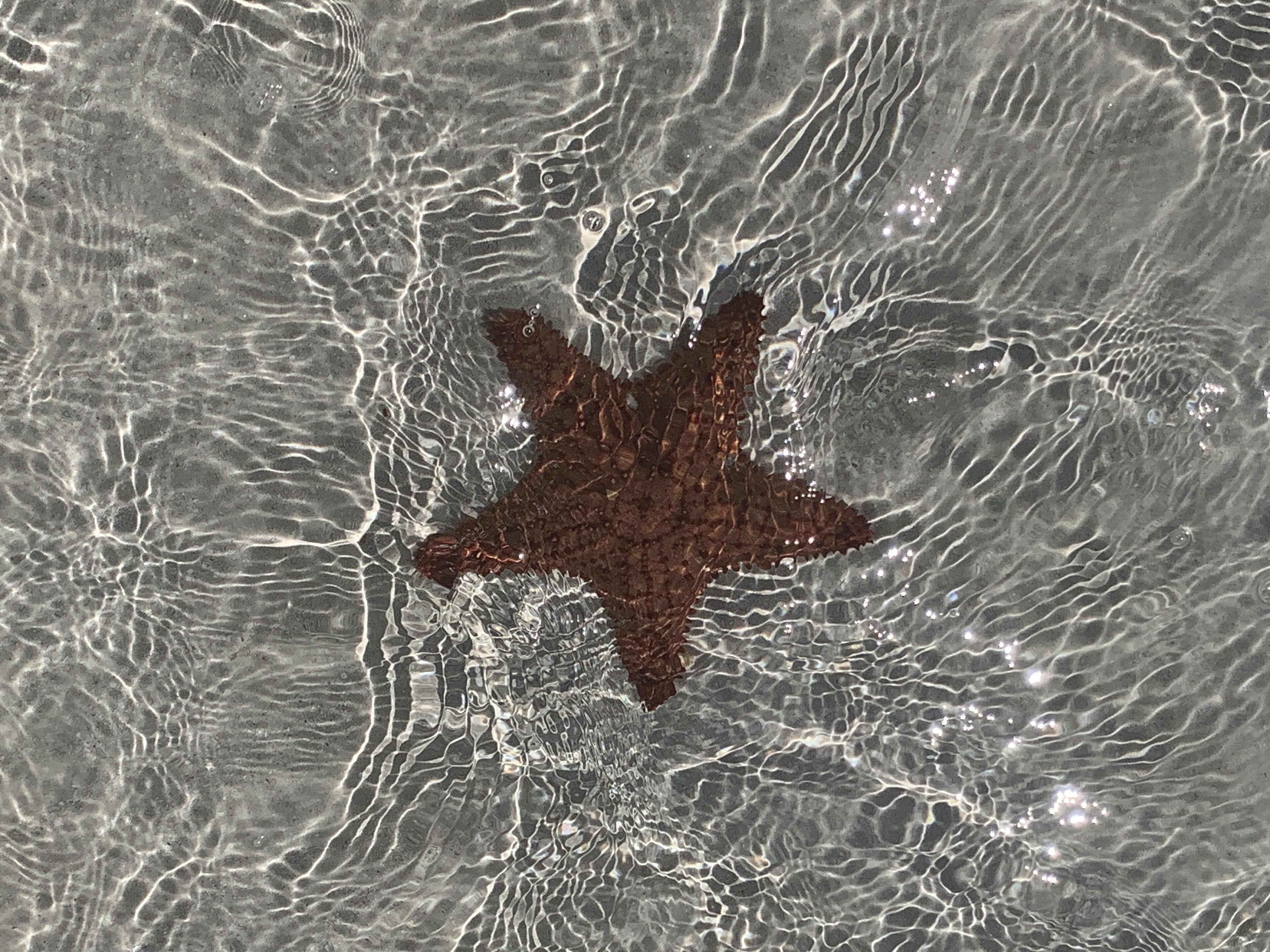 Un objeto en forma de estrella en el agua, con ondas alrededor.