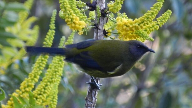 Un oiseau était perché sur une branche ornée de fleurs jaunes.