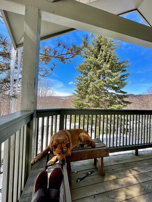 Ein Hund liegt auf einer hölzernen Bank unter einer Laube mit Blick auf Bäume und Berge.