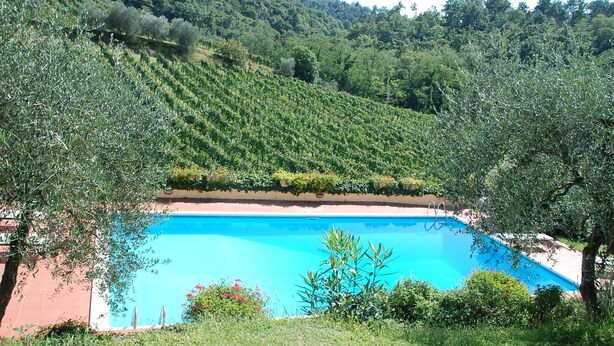 A pool surrounded by lush greenery and a hillside.