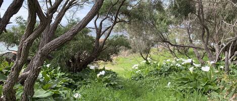 A natural landscape with trees and white flowers.