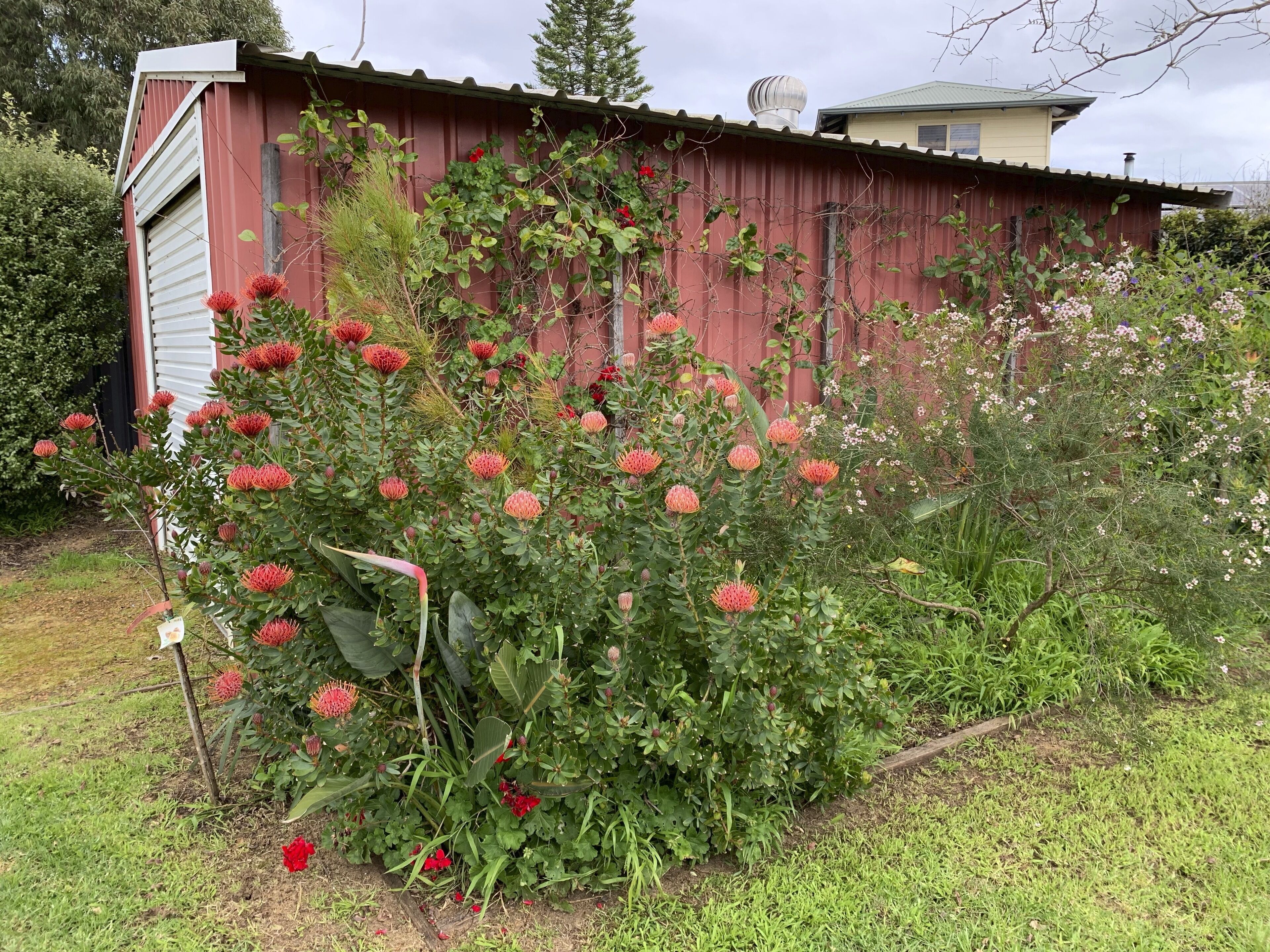 Red Cat Shack • Dunsborough — image 30