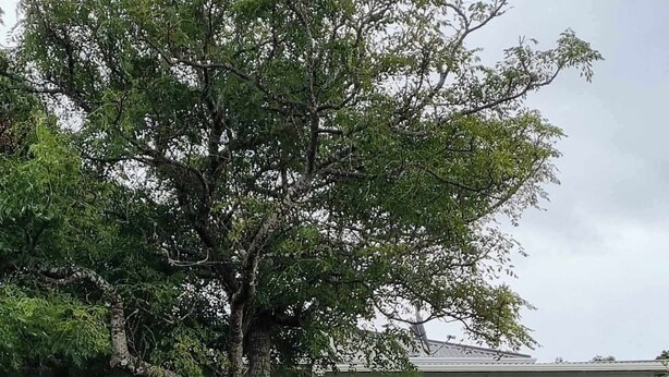 Un chalet de style « Shell Cottage » avec un grand arbre devant, un panneau indicateur et une maison dotée d’un porche.