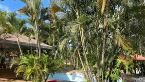 A pool area surrounded by palm trees and potted plants. - Chácara Inribas accommodation and events - Goiânia - GO. (Goiânia)